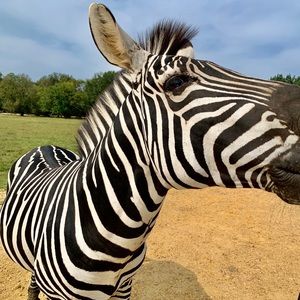 Meet your Posher, Jacqueline